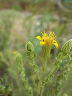 Image of sessileflower false goldenaster