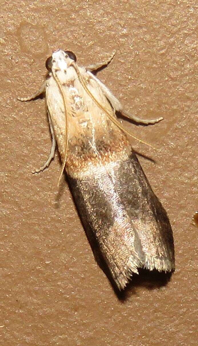 Image of Walnut Shoot Moth