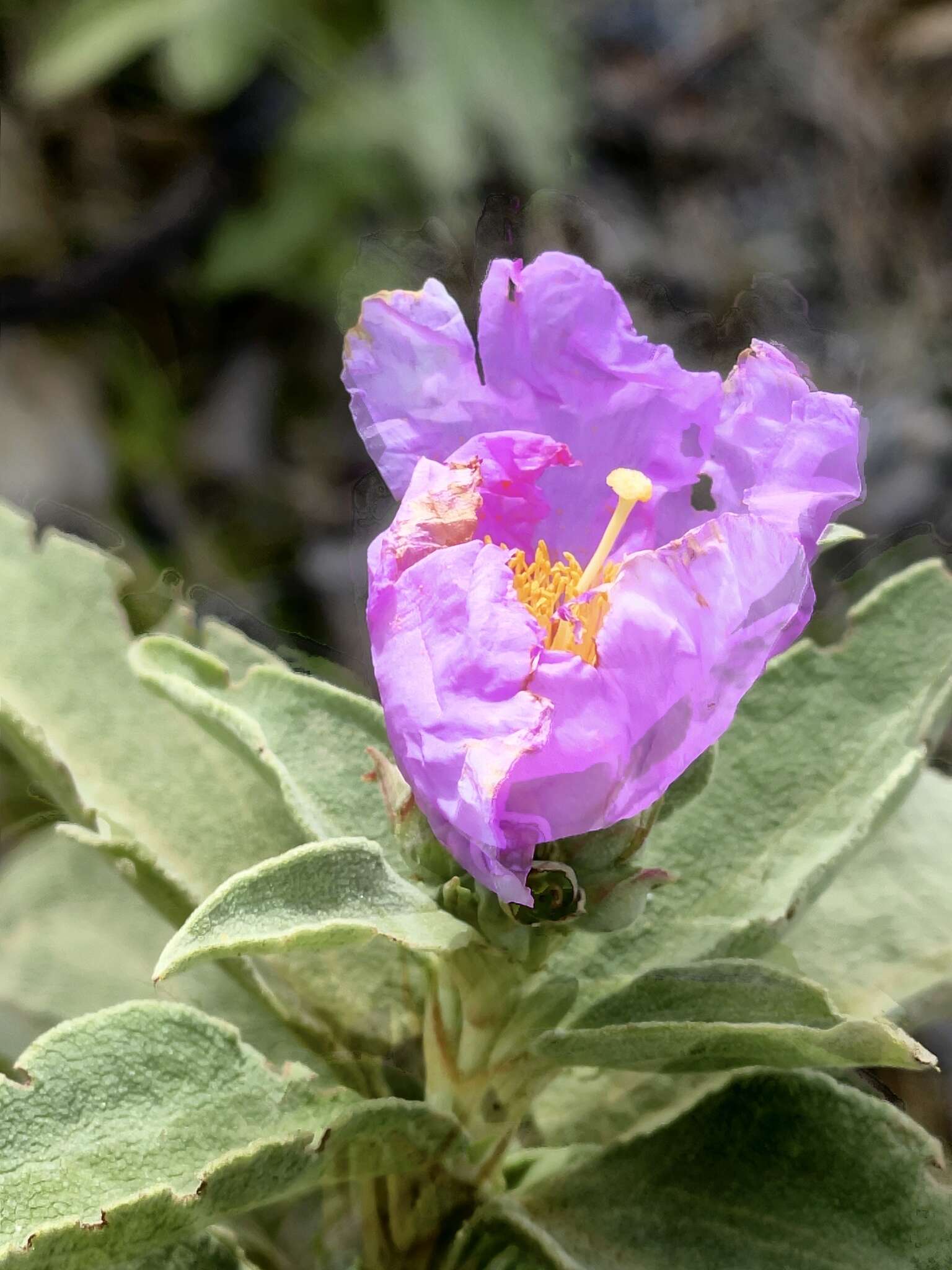 Image of Cistus ocreatus C. Sm. ex Buch.