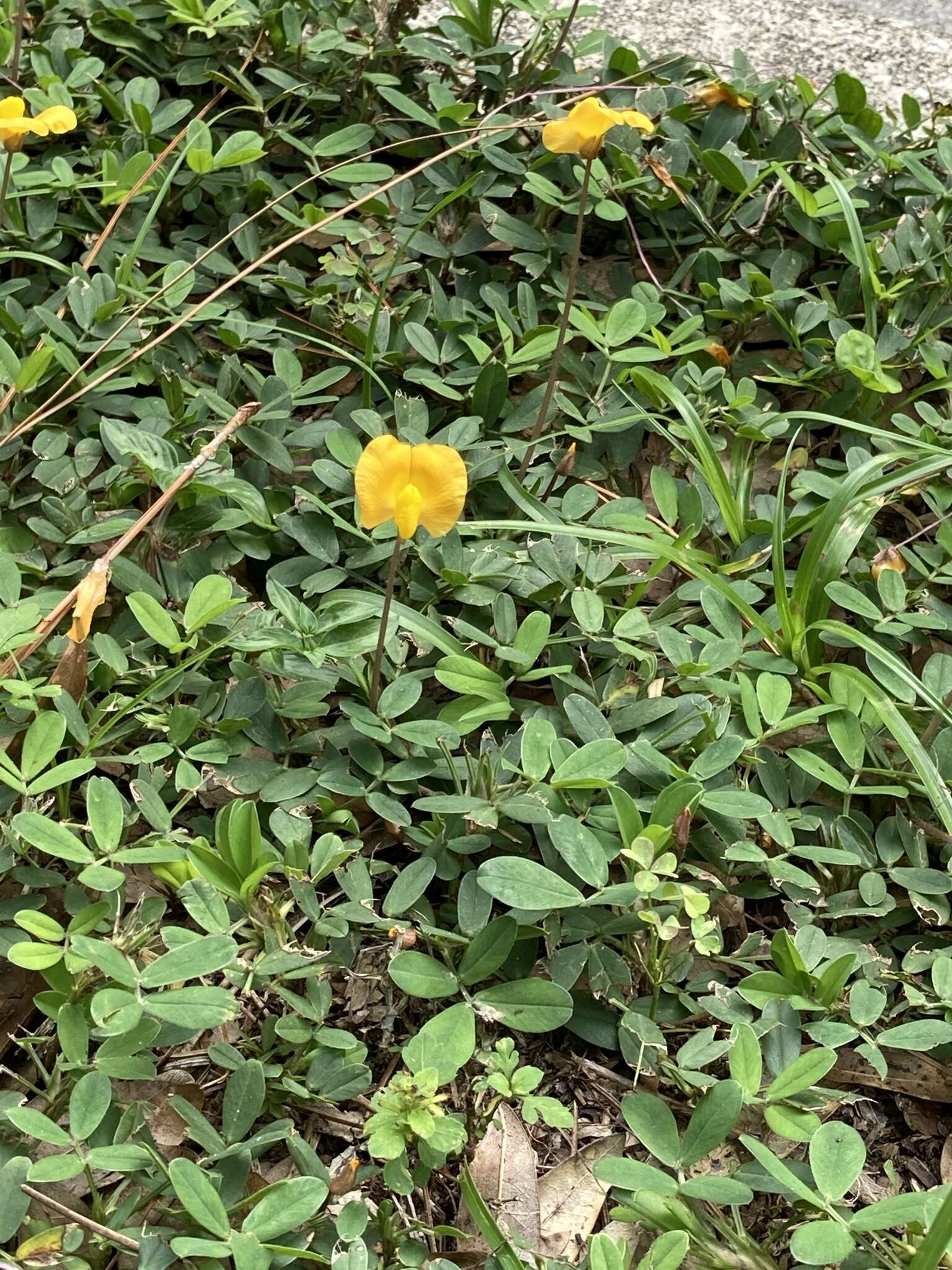 Слика од Arachis glabrata Benth.