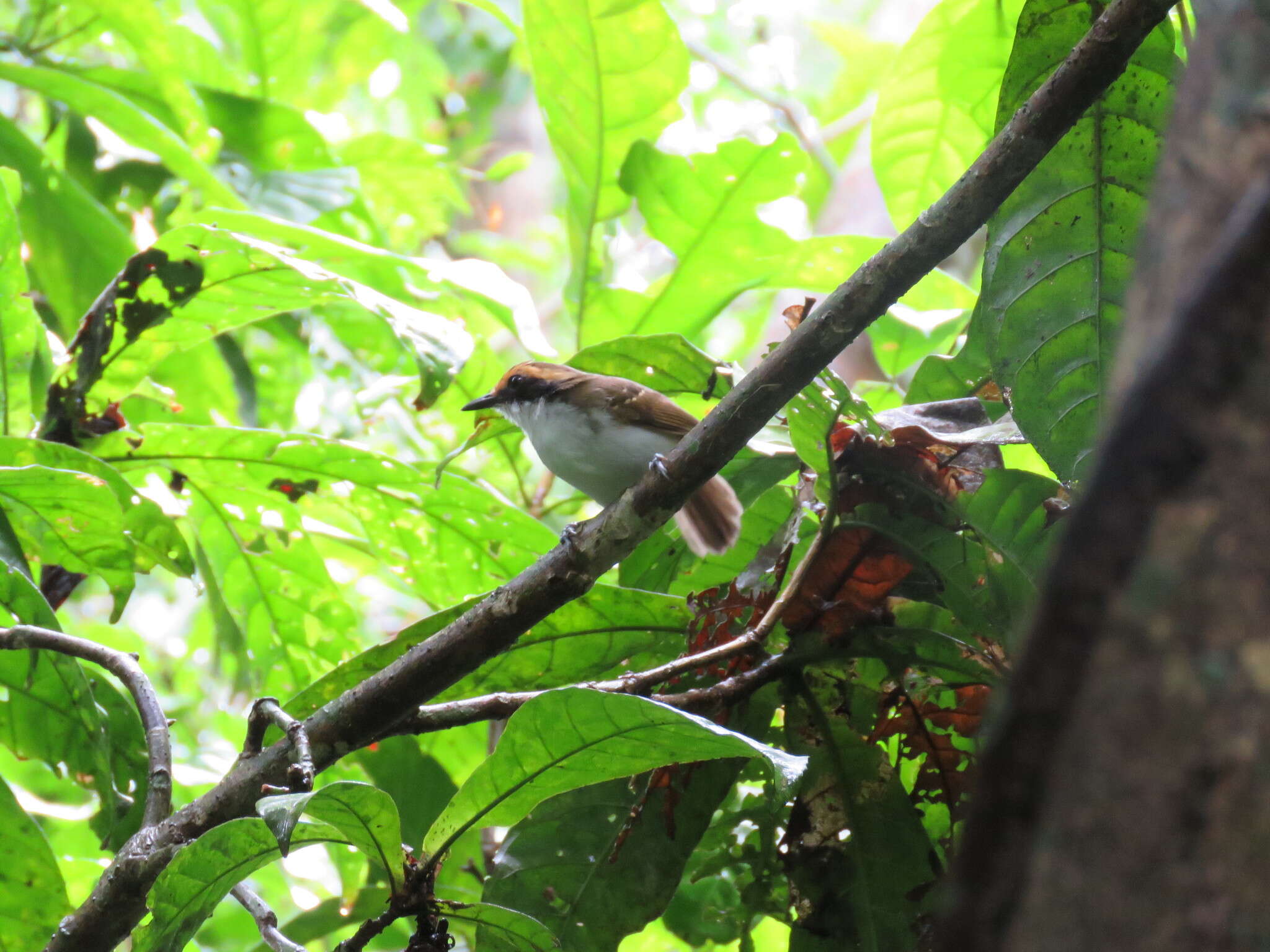 Image of White-browed Antbird