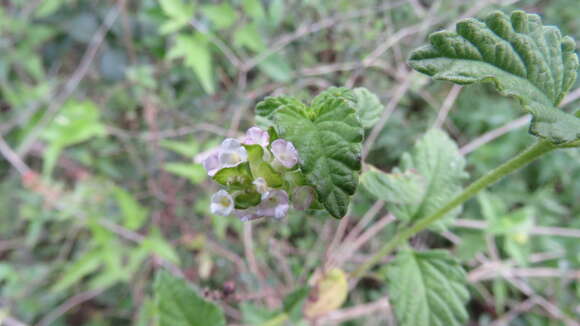 Plancia ëd Lantana grisebachii Stuck. ex Seckt