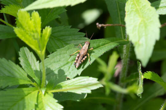 Melanoplus viridipes Scudder & S. H. 1897的圖片