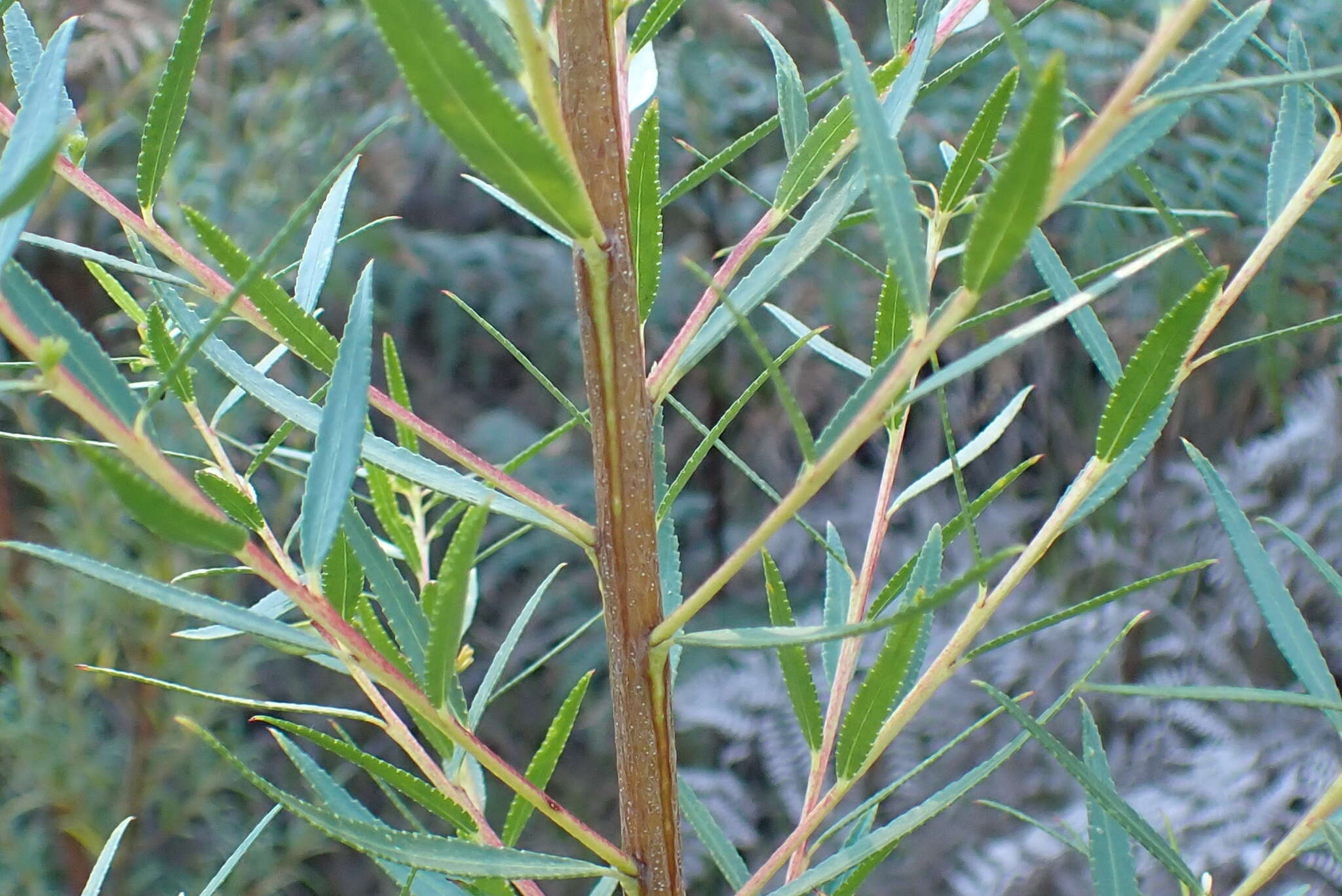 Image of Empleurum unicapsulare (L. fil.) Skeels