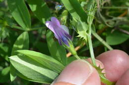 Image of Bithynian vetch