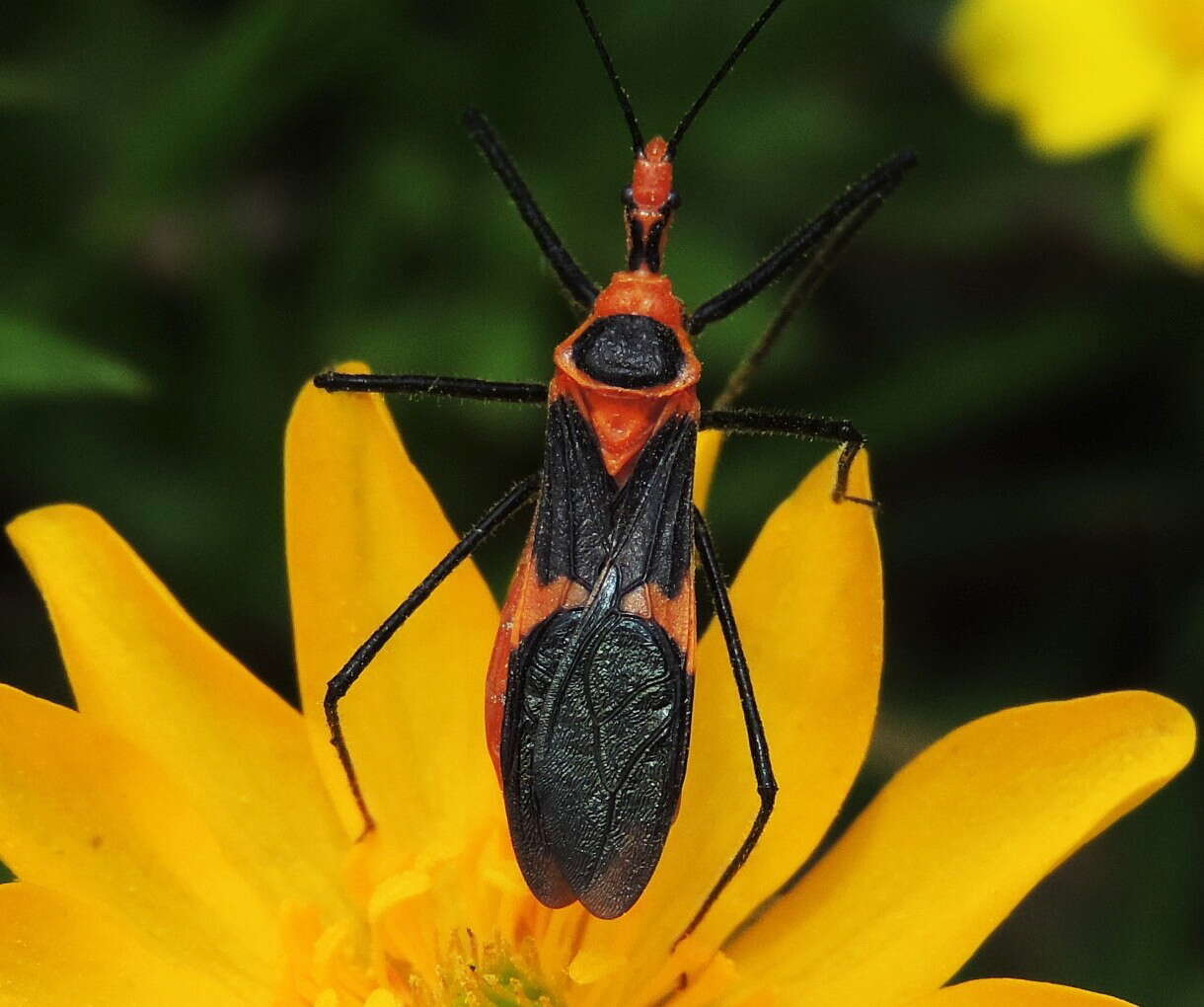 Image of Milkweed Assassin Bug
