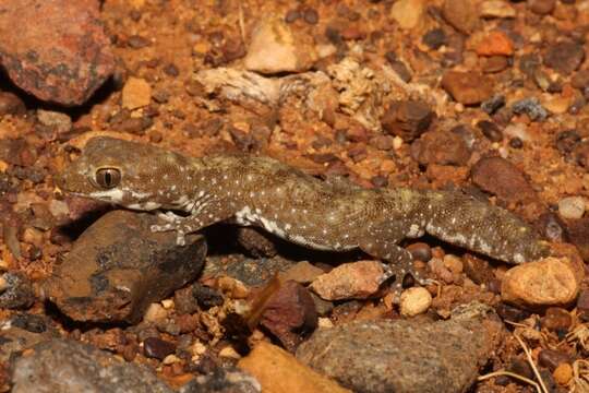 Image of Tesselated Gecko