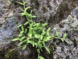 Image of Isachne myosotis Nees