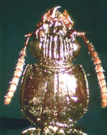 صورة Schizogenius (Schizogenius) lineolatus (Say 1823)