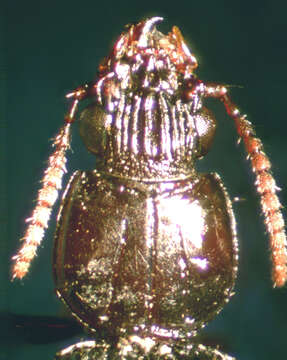 Image of Schizogenius (Schizogenius) lineolatus (Say 1823)