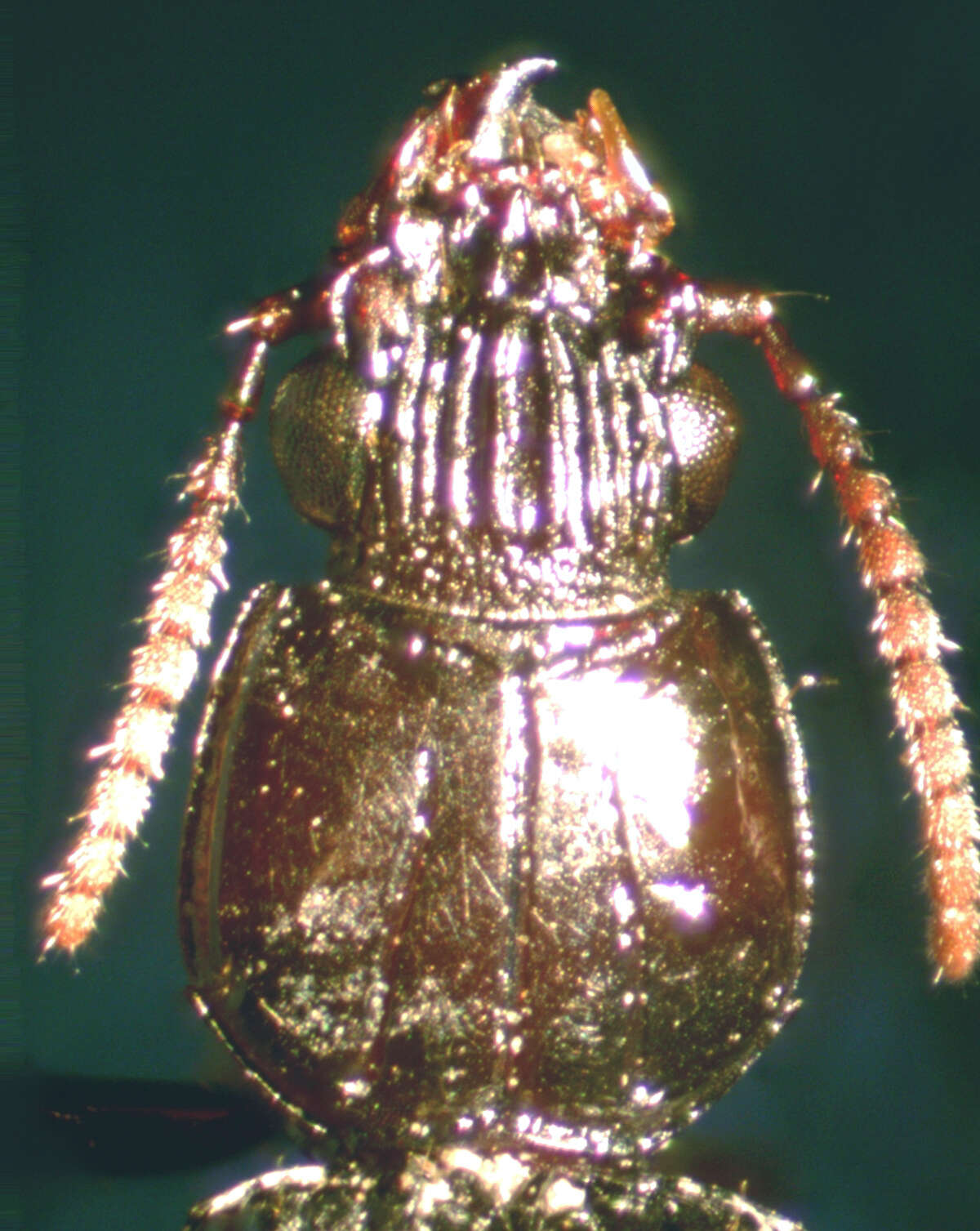 Image de Schizogenius (Schizogenius) lineolatus (Say 1823)