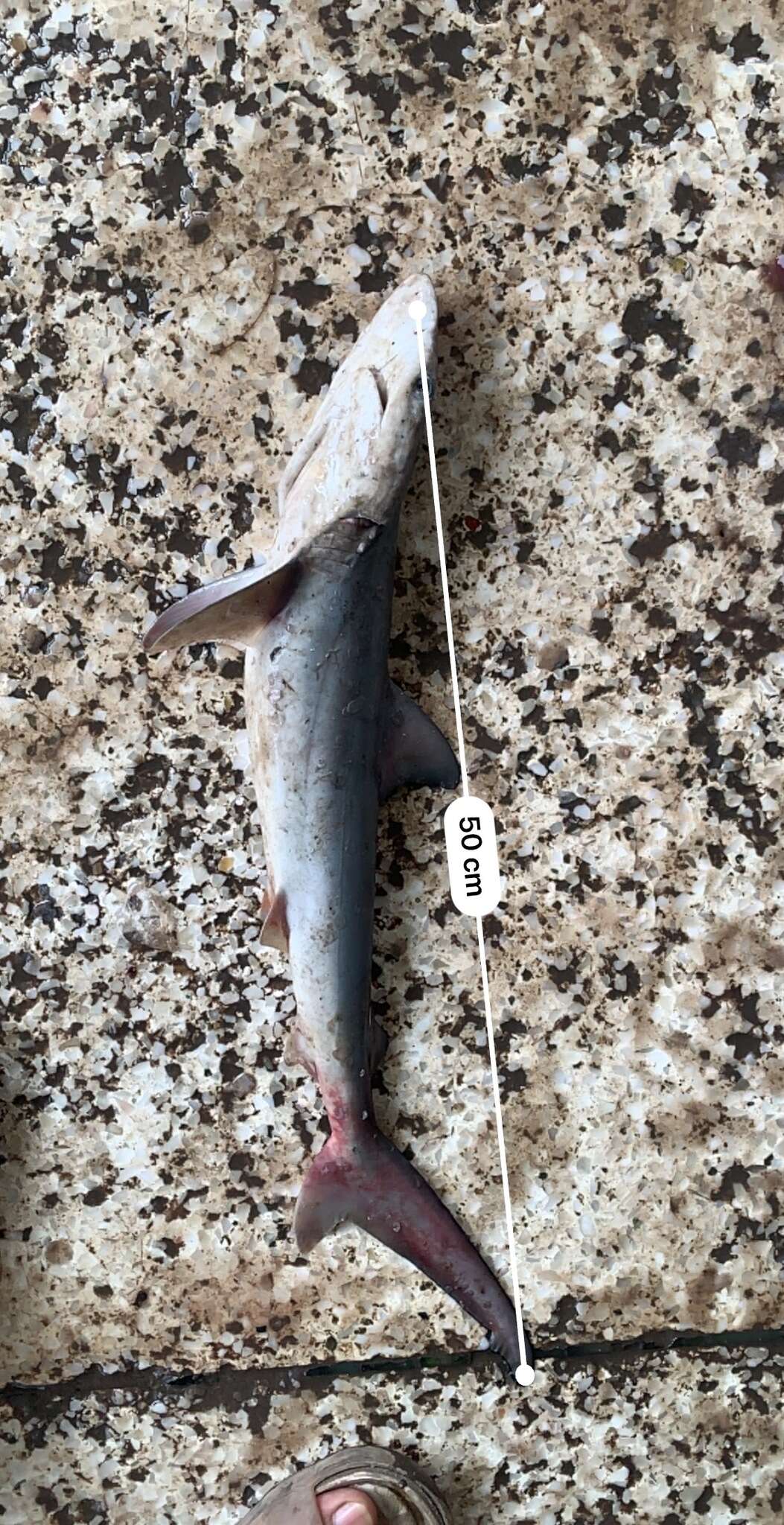 Image of Spinner Shark