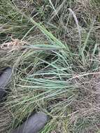 Image of Fringed Windmill Grass