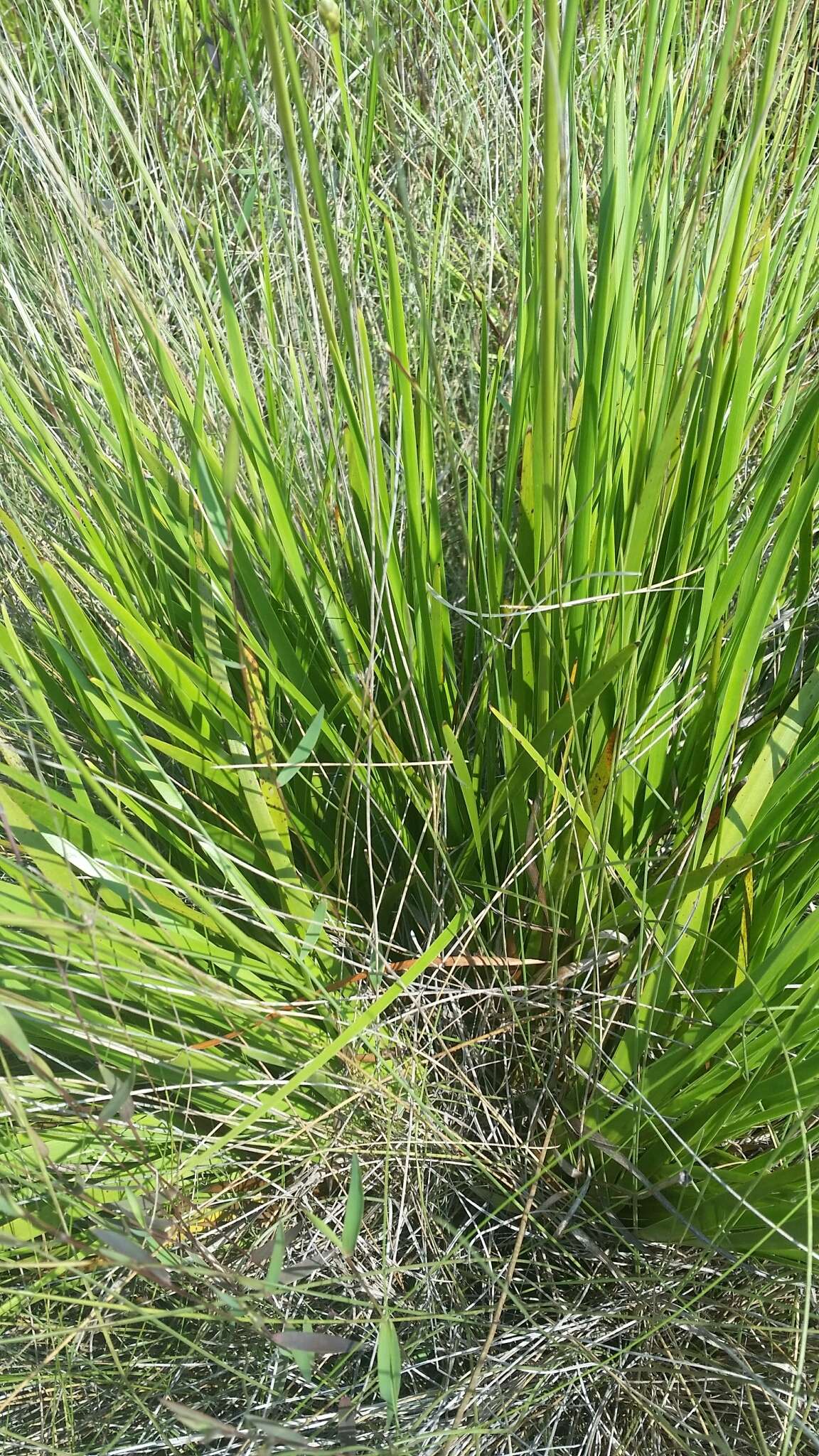 Image of Coastal-Plain Yellow-Eyed-Grass