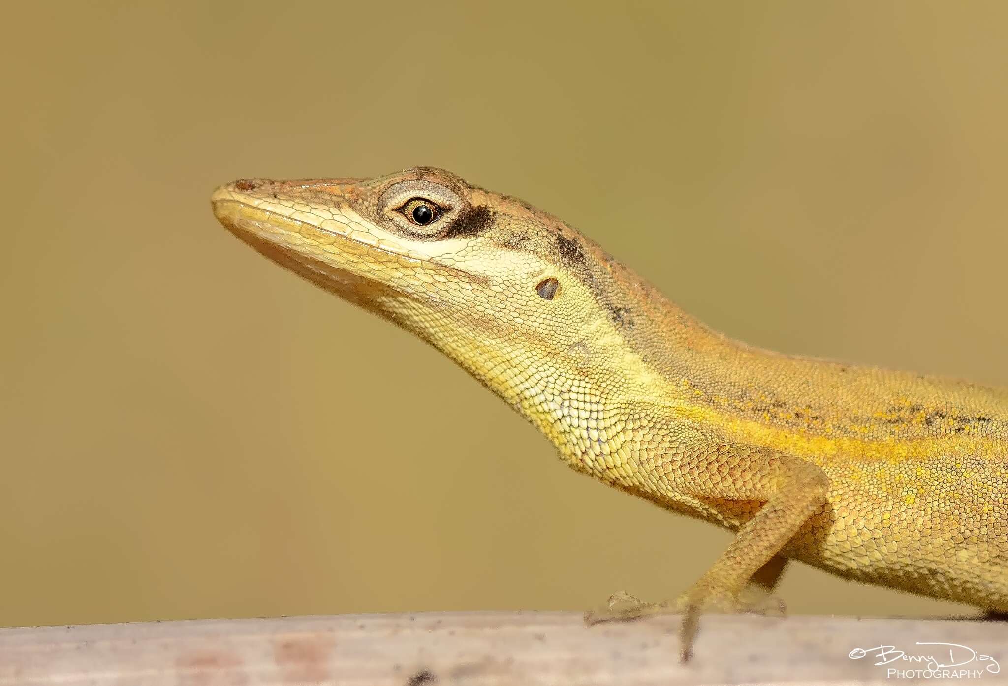 Image of Sharp-mouthed lizard