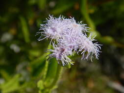 Imagem de Ageratum maritimum Kunth