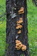 Image of Laetiporus montanus Černý ex Tomšovský & Jankovský 2009