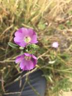 Image of winecup clarkia