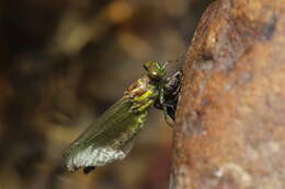 Image of Stylogomphus changi Asahina 1968