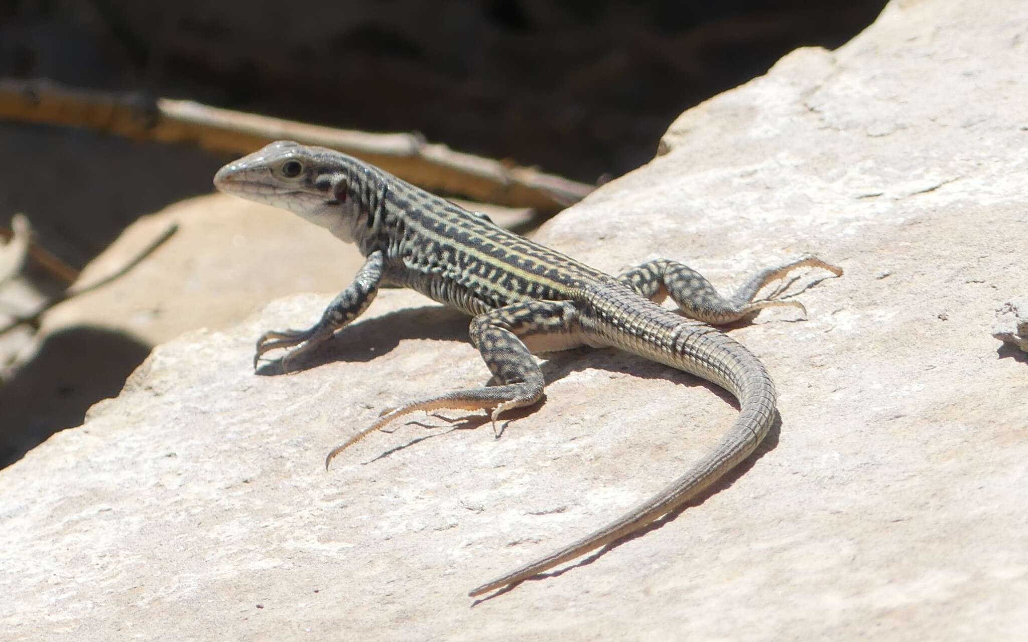 Image of Aspidoscelis neotesselatus (Walker, Cordes & Taylor 1997)