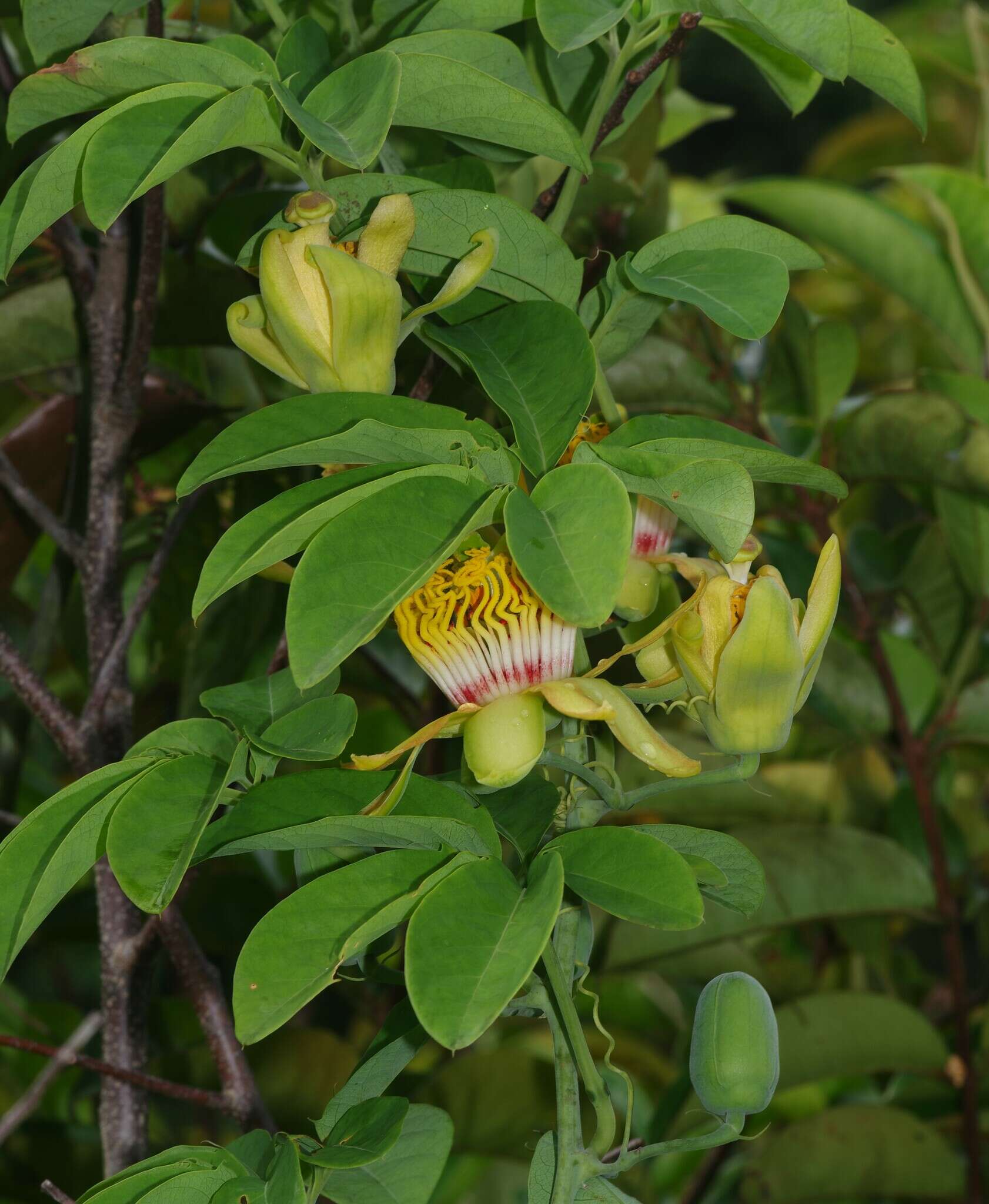 Image de Passiflora cirrhiflora A. Juss.