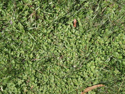 Image of tropical Mexican clover