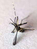 Image of Dengue fever mosquito