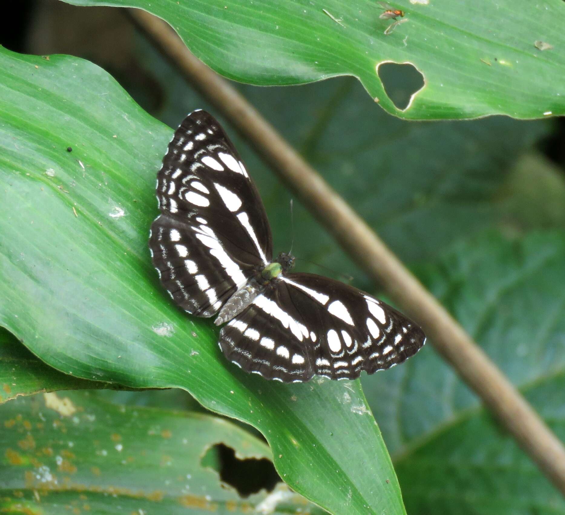 Image of Neptis duryodana nesia Fruhstorfer 1908