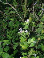 Image of Hypoestes aristata var. aristata