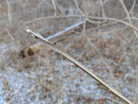 Image of blue ash