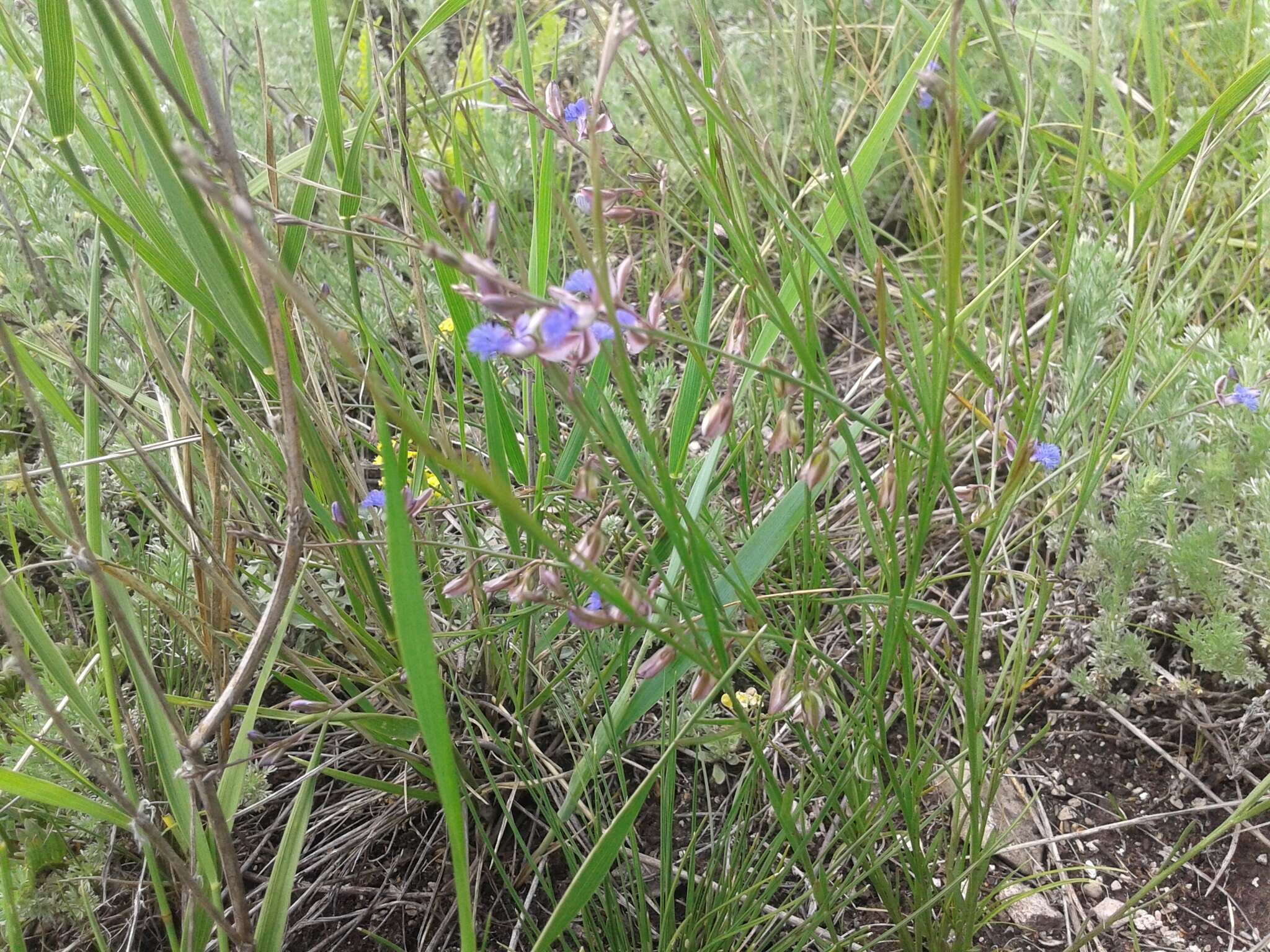 Image of Polygala tenuifolia Willd.