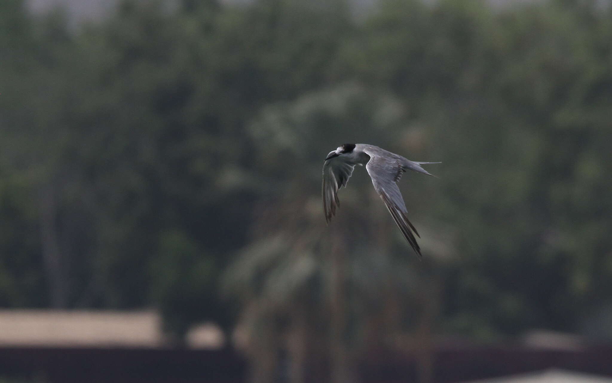 Image of White-cheeked Tern