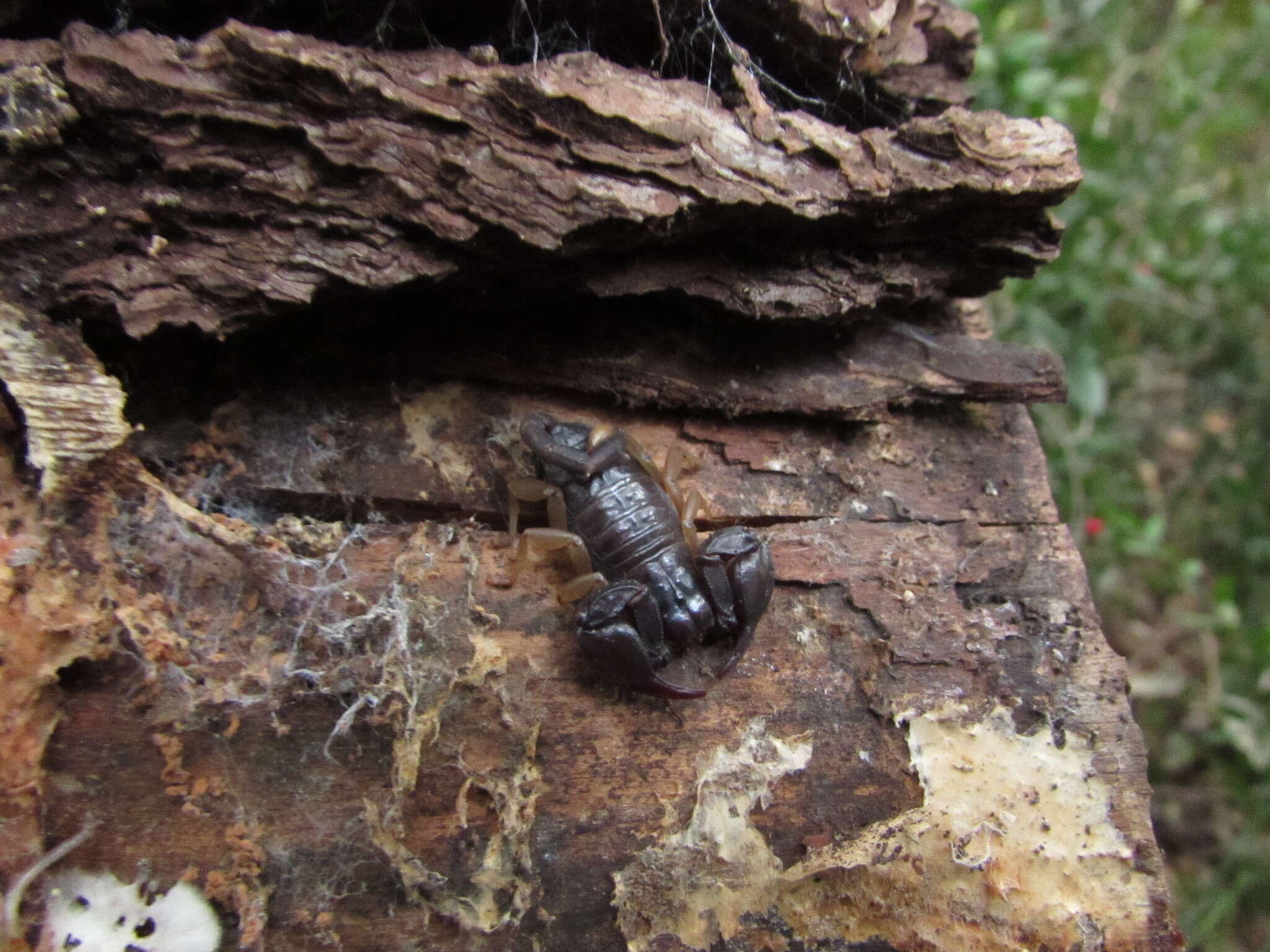 Euscorpius flavicaudis (De Geer 1778) resmi