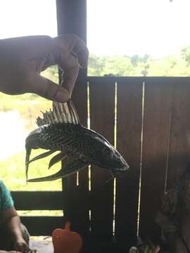 Image of Amazon sailfin catfish