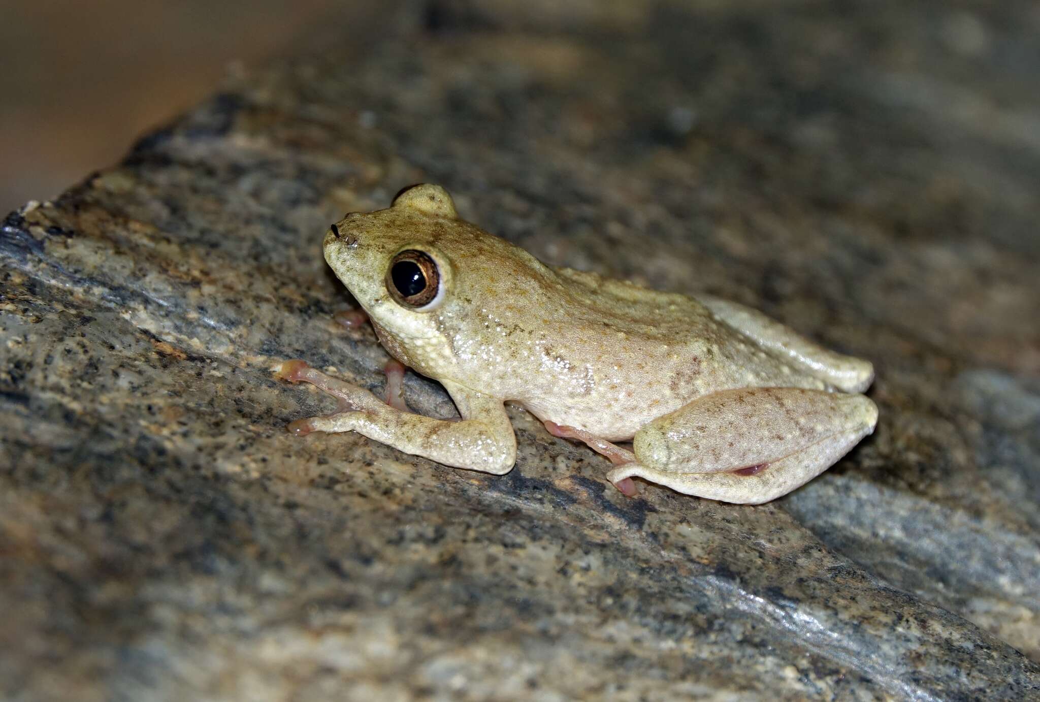 Image of Rainforest Reed Frog