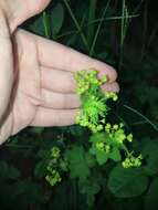 صورة Alchemilla micans Buser