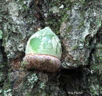 Image of Northern Red Oak