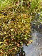 Image of island purslane