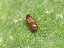 Image of Parasitoid wasp