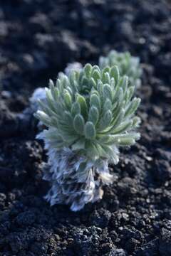 Image of Chaetanthera villosa D. Don