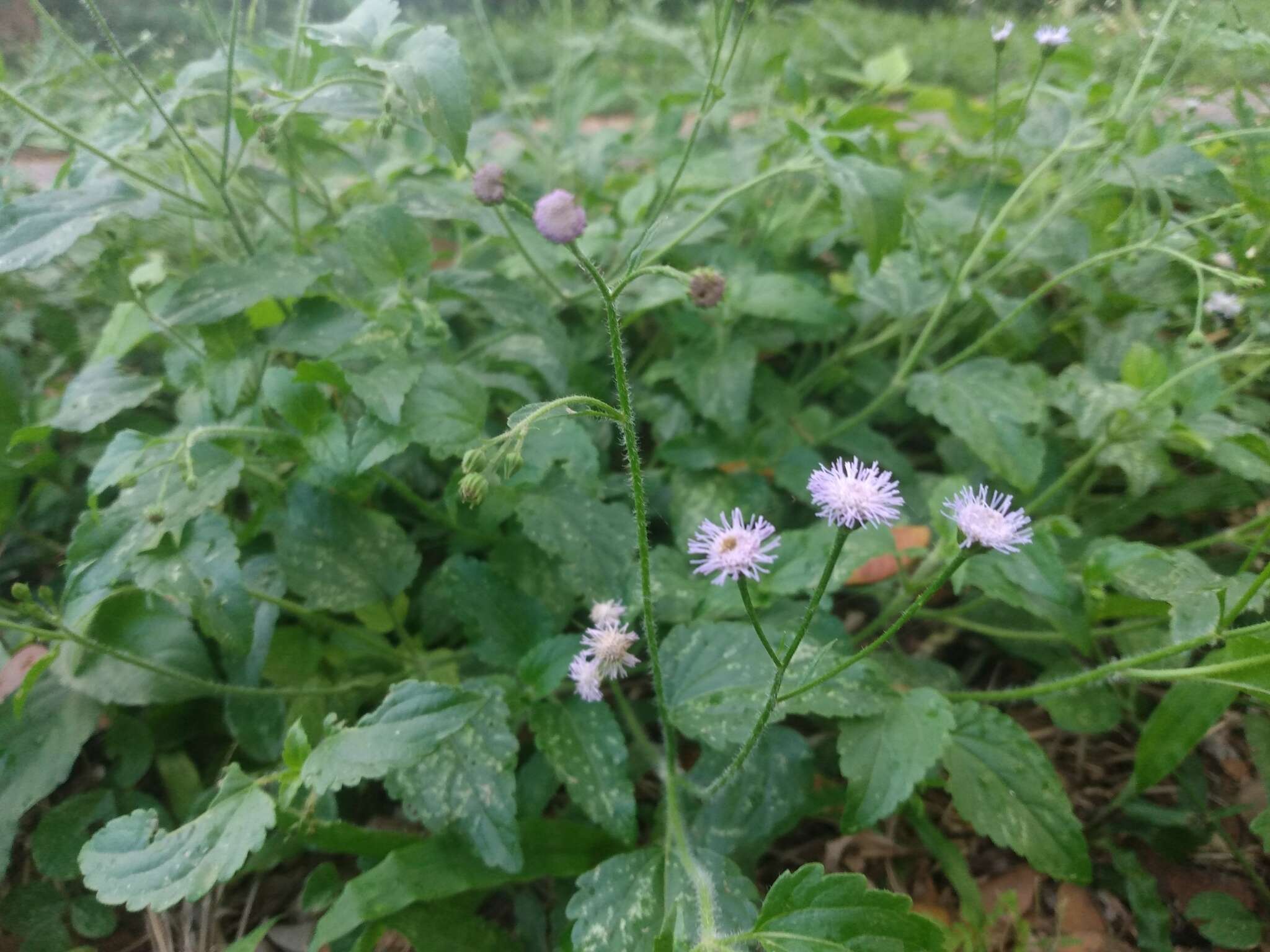 Plancia ëd Ageratum gaumeri B. L. Rob.