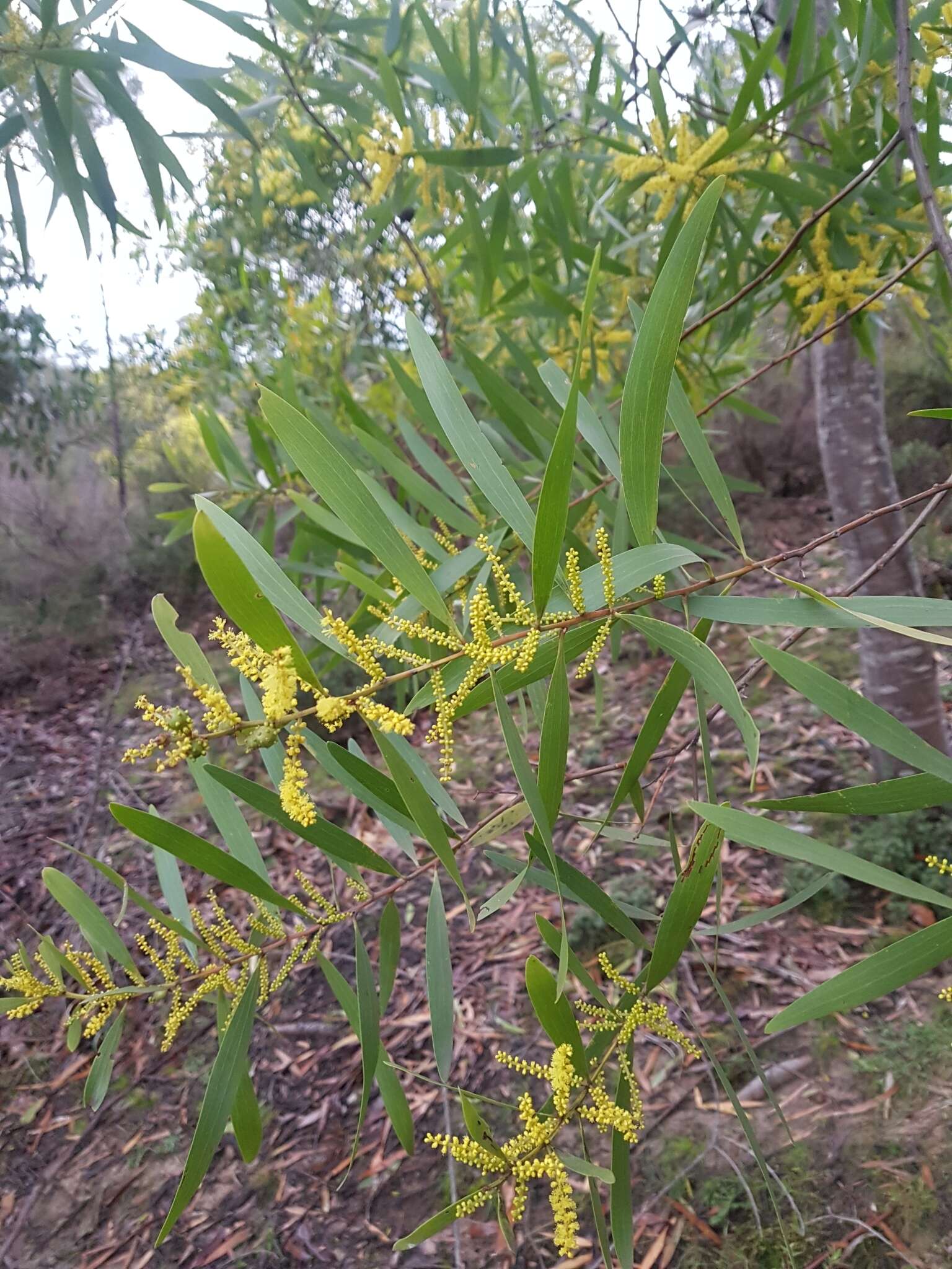 Sivun Acacia longifolia subsp. longifolia kuva