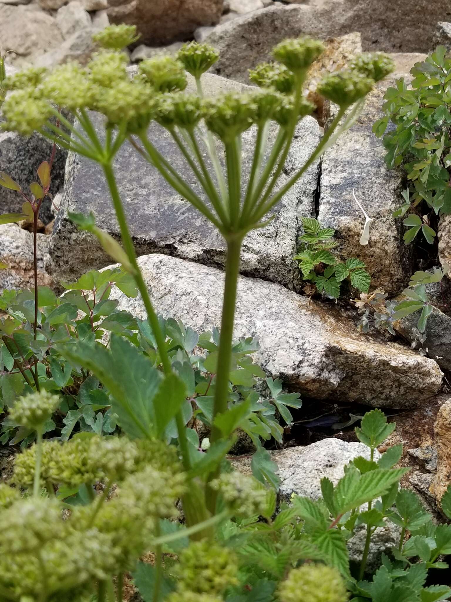 Image of Gray's angelica