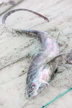 Image of thresher sharks