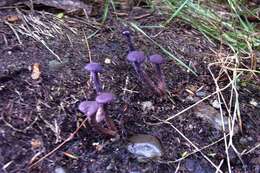 Image of Laccaria amethystina Cooke 1884