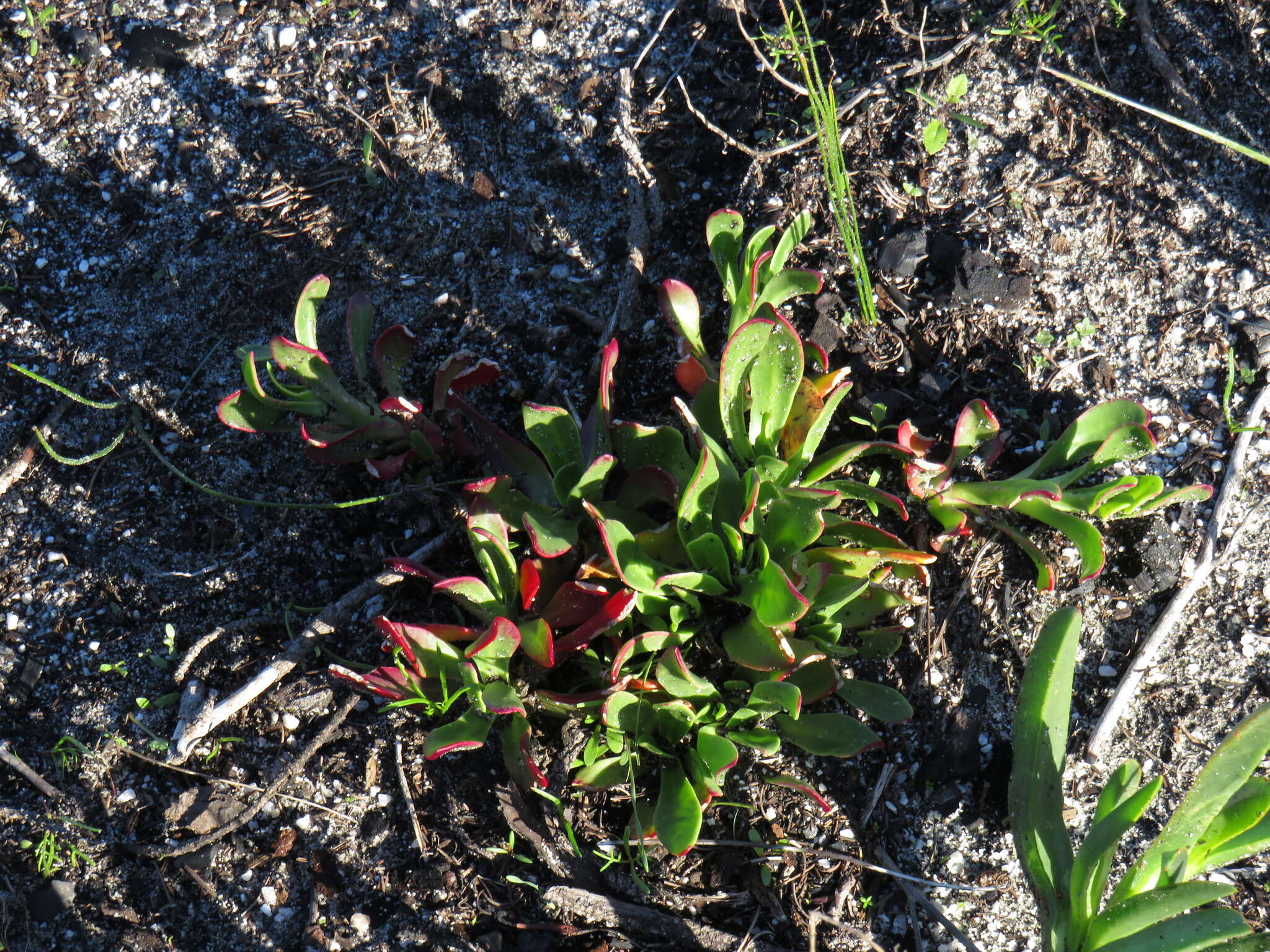 صورة Skiatophytum tripolium (L.) L. Bol.