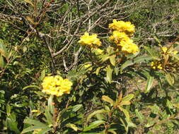 Image of Acridocarpus natalitius A. Juss.