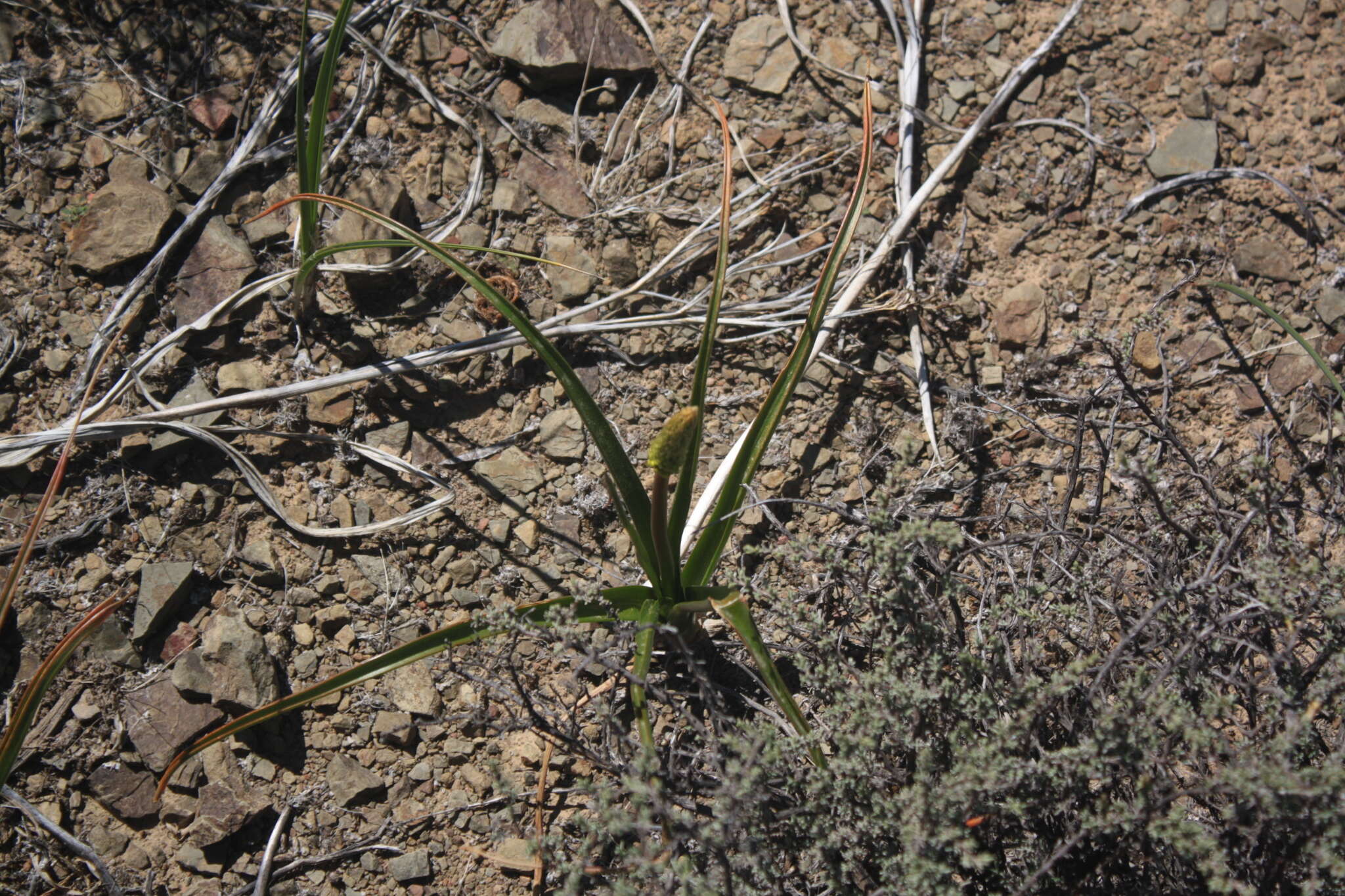 Image of Bulbinella nutans subsp. nutans