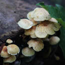 Gymnopilus luteoviridis Thiers 1959 resmi