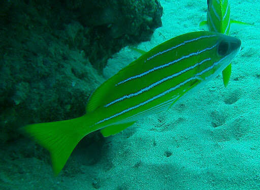 Image of Bluestripe snapper